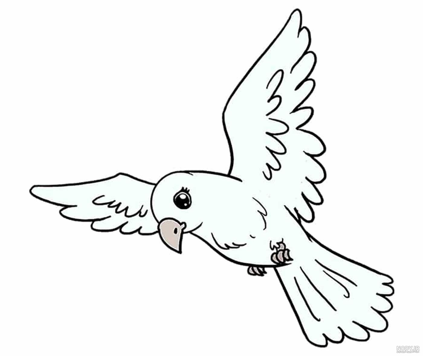  عکس پرنده در حال پرواز نقاشی