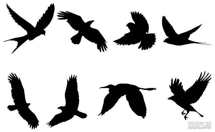  عکس پرنده در حال پرواز نقاشی