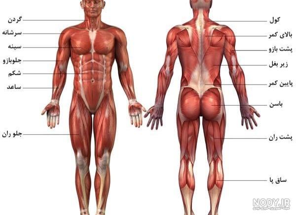 تصویر آناتومی عضلات بدن