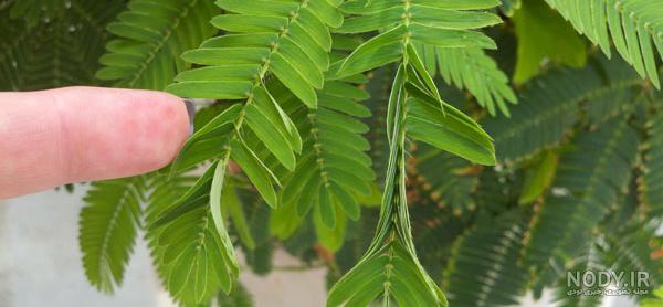 تکثیر گل قهر و آشتی تکثیر گل قهر و آشتی