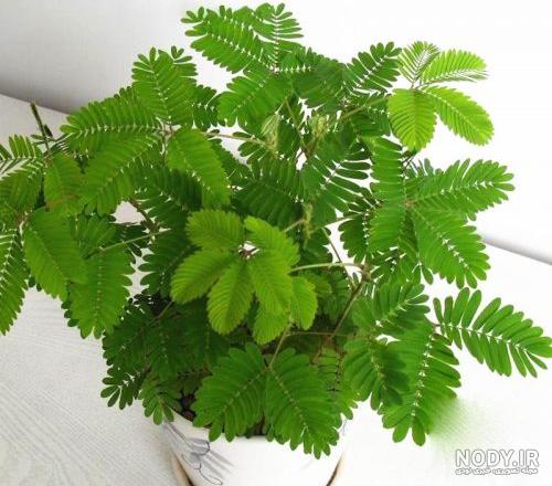خواص گل قهر و آشتی خواص گل قهر و آشتی