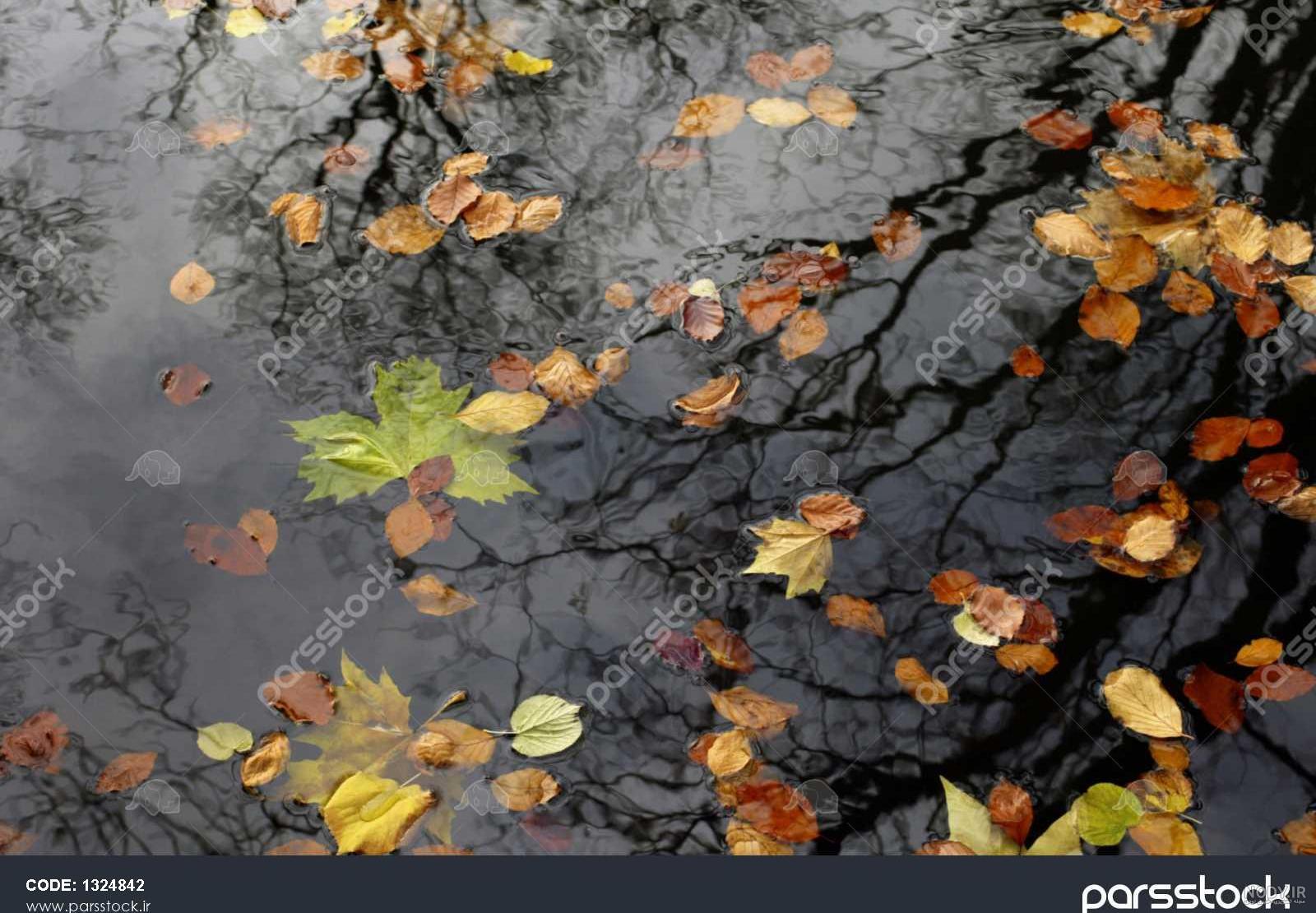 زیباترین عکس پاییزی دنیا
