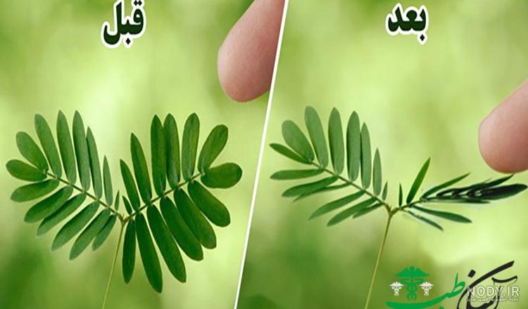 علت زرد شدن برگ گل قهر و آشتی علت زرد شدن برگ گل قهر و آشتی