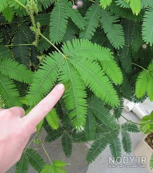 علت پژمرده شدن گل قهر و آشتی علت پژمرده شدن گل قهر و آشتی