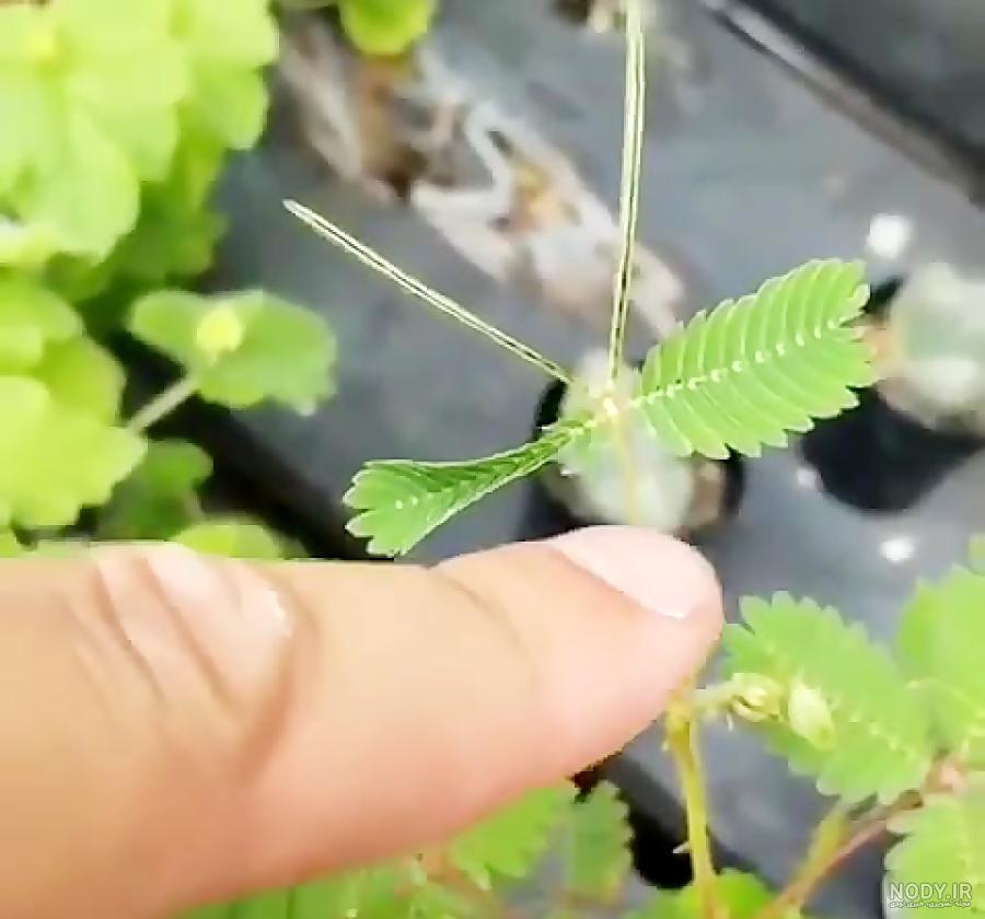 عکس از گل قهر و آشتی عکس از گل قهر و آشتی