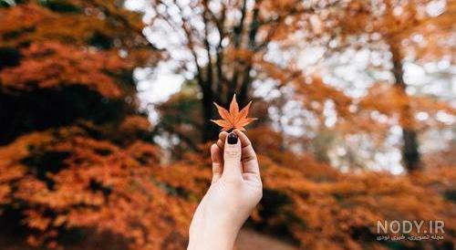 عکس برگ برای پس زمینه