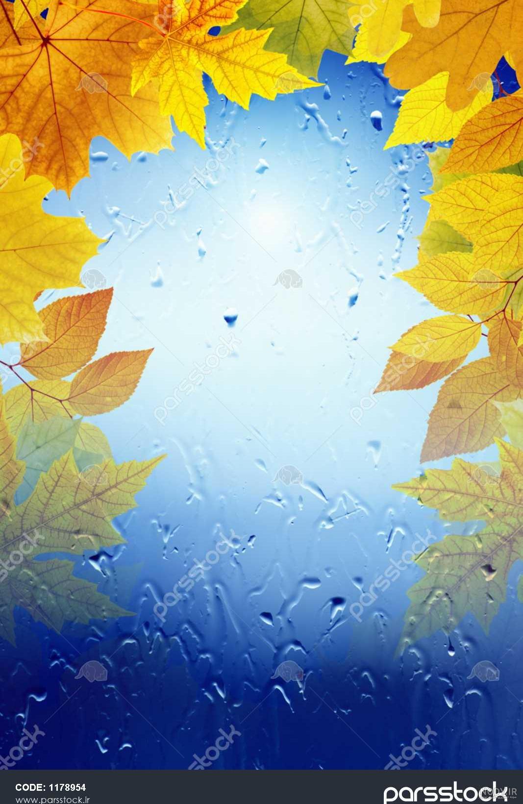 عکس برگ رنگی