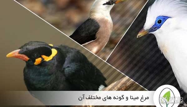 فیلم مرغ مینا فیلم مرغ مینا