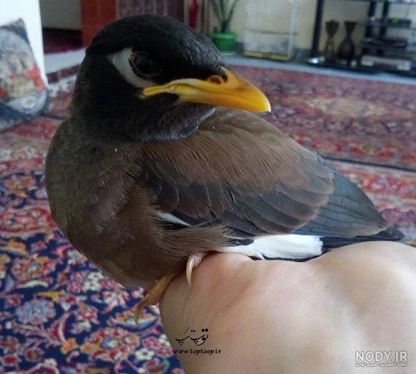مرغ مینا سخنگو مرغ مینا سخنگو
