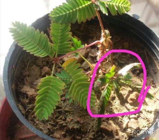نگهداری گل قهر و آشتی در خانه نگهداری گل قهر و آشتی در خانه