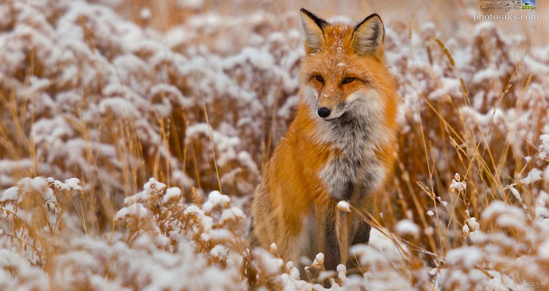  تصویر زمینه روباه فانتزی