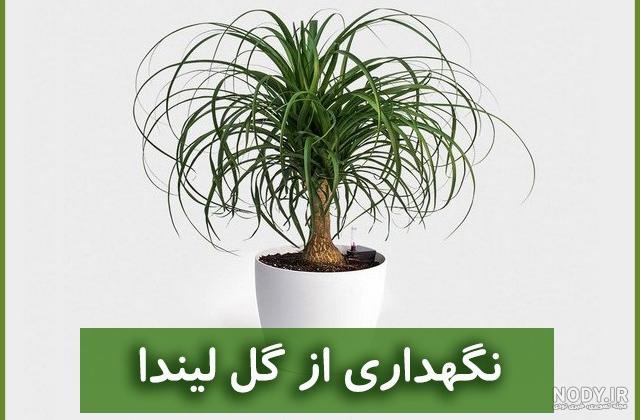 بذر گل لیندا بذر گل لیندا