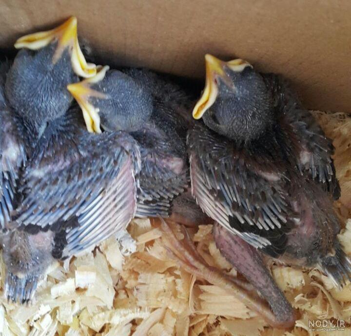 جوجه مرغ مینا گوشواره ای جوجه مرغ مینا گوشواره ای