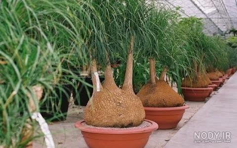 عکس انواع گل لیندا عکس انواع گل لیندا