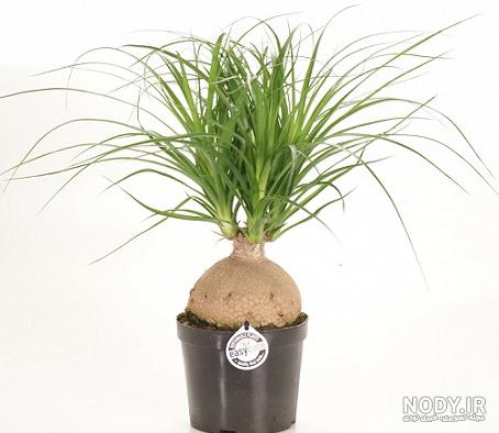 عکس انواع گل لیندا عکس انواع گل لیندا