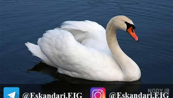 عکس قو سفید زیبا عکس قو سفید زیبا