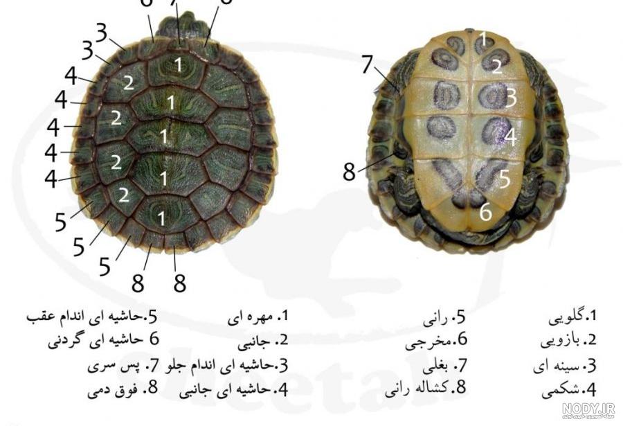 عکس لاک پشت خشکی عکس لاک پشت خشکی