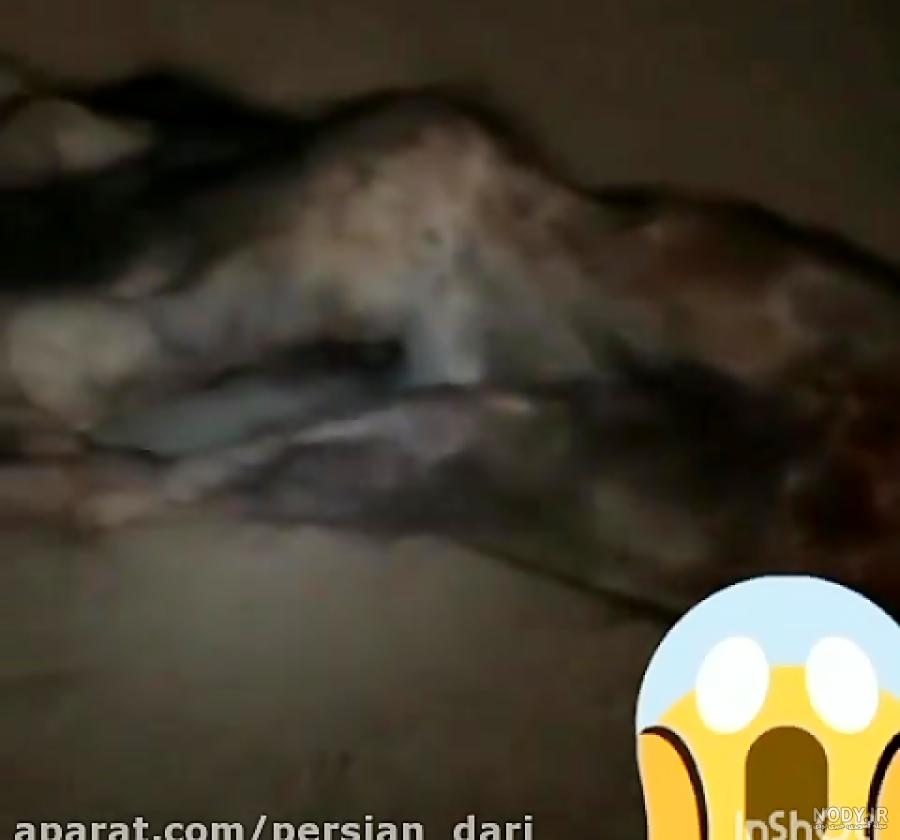 عکس گرگ انسان نما در ایران