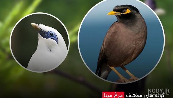 غذای مرغ مینا غذای مرغ مینا
