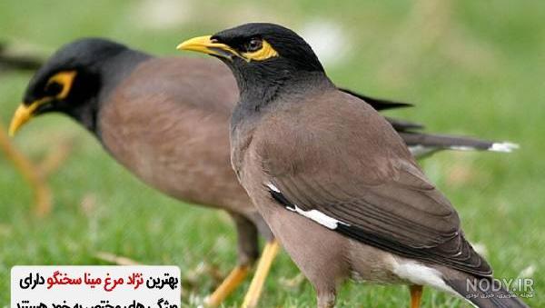 مرغ مینا سخنگو مرغ مینا سخنگو