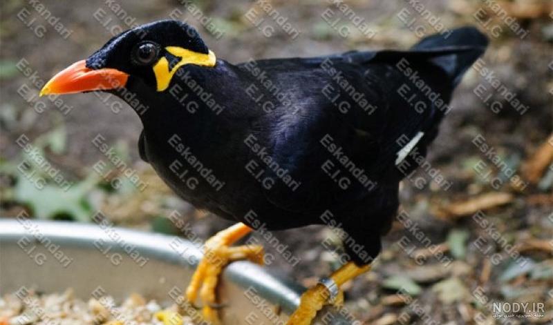 مرغ مینا سخنگو دیوار مرغ مینا سخنگو دیوار