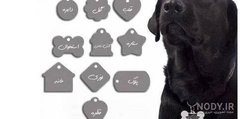 وسایل سگ هاسکی وسایل سگ هاسکی