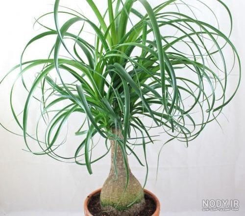 گل لیندا ابلق گل لیندا ابلق