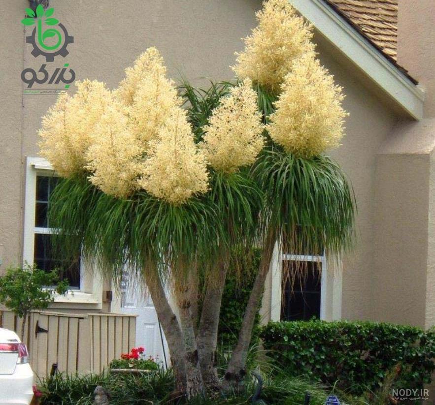 گل لیندا نی نی سایت گل لیندا نی نی سایت