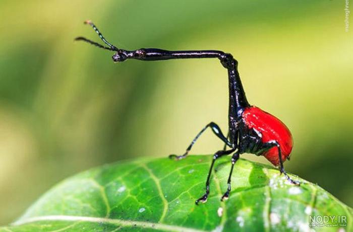 گوشخیزک خطرناک است