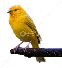  عکس گنجشک در طبیعت