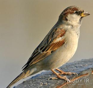  عکس گنجشک در طبیعت