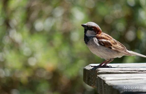 عکس گنجشک در طبیعت