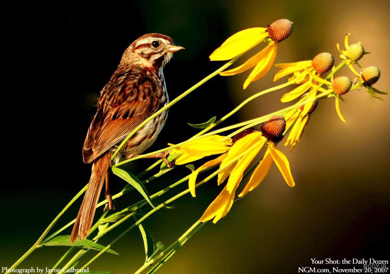  عکس گنجشک در طبیعت