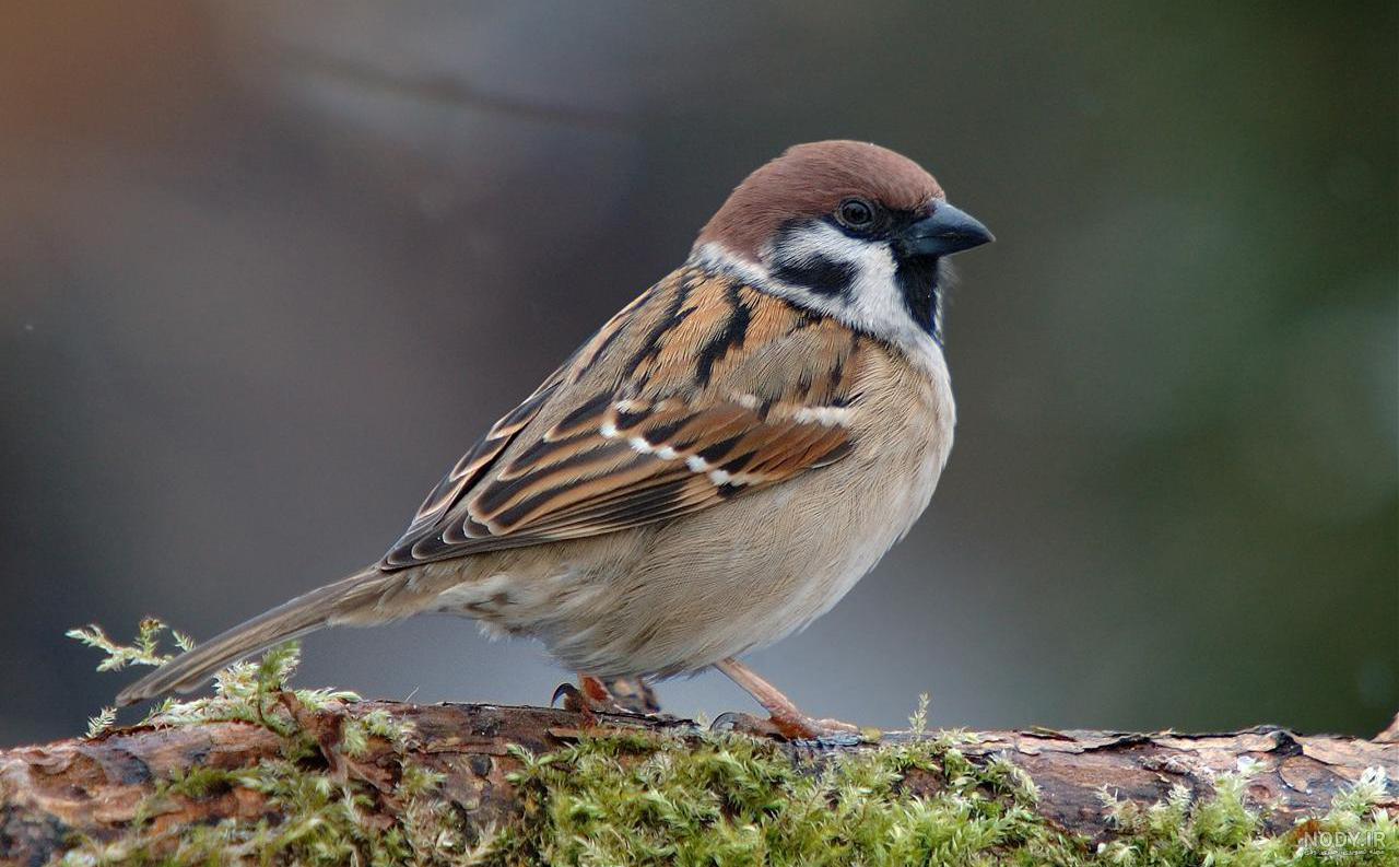  عکس گنجشک در طبیعت