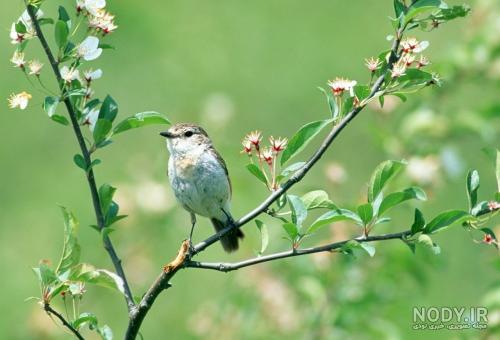  عکس گنجشک در طبیعت