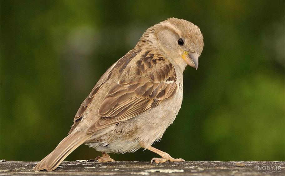  عکس گنجشک در طبیعت