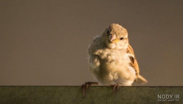  عکس گنجشک در طبیعت