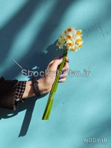 انواع گل نرگس با عکس