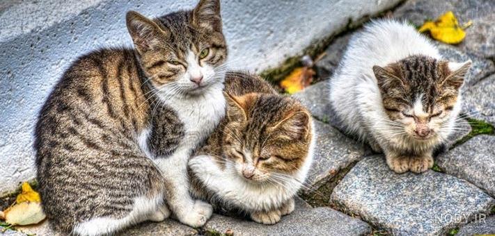 تعبیر خواب گربه سیاه حضرت یوسف تعبیر خواب گربه سیاه حضرت یوسف