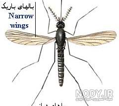 درمان مالاریا در ایران درمان مالاریا در ایران
