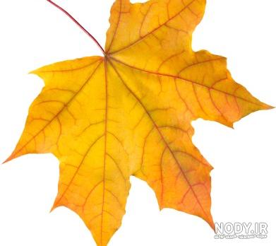 عکس برگ فانتزی عکس برگ فانتزی