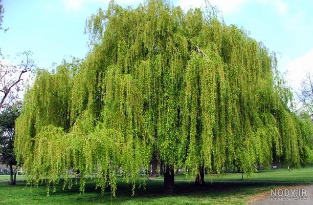 عکس درخت بید
