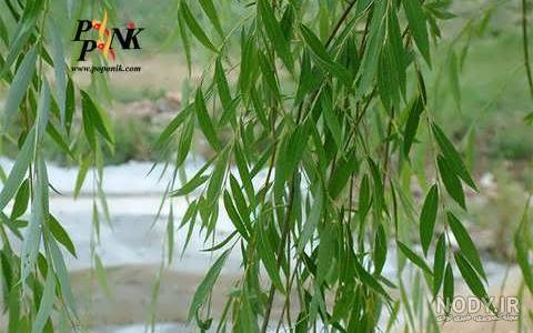 عکس درخت بید لیلی