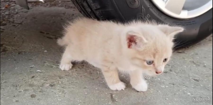 عکس گربه له شده عکس گربه له شده