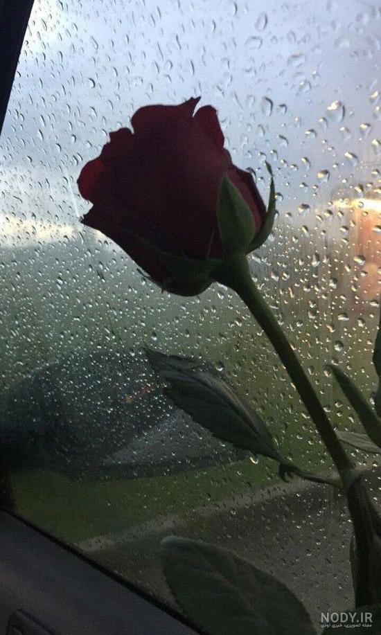 عکس گل پشت شیشه ماشین
