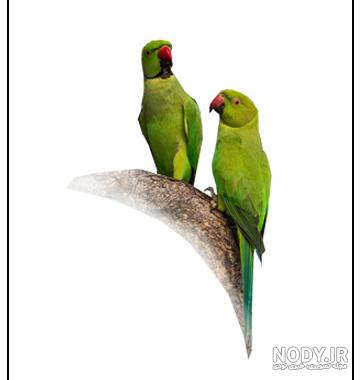 قیمت طوطی ماکائو در ایران