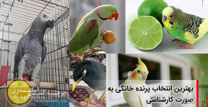قیمت طوطی ملنگو ابی