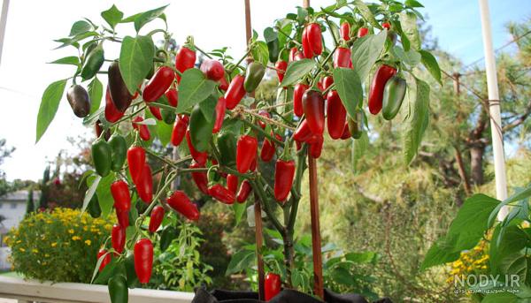 مناطق کاشت فلفل سیاه در ایران