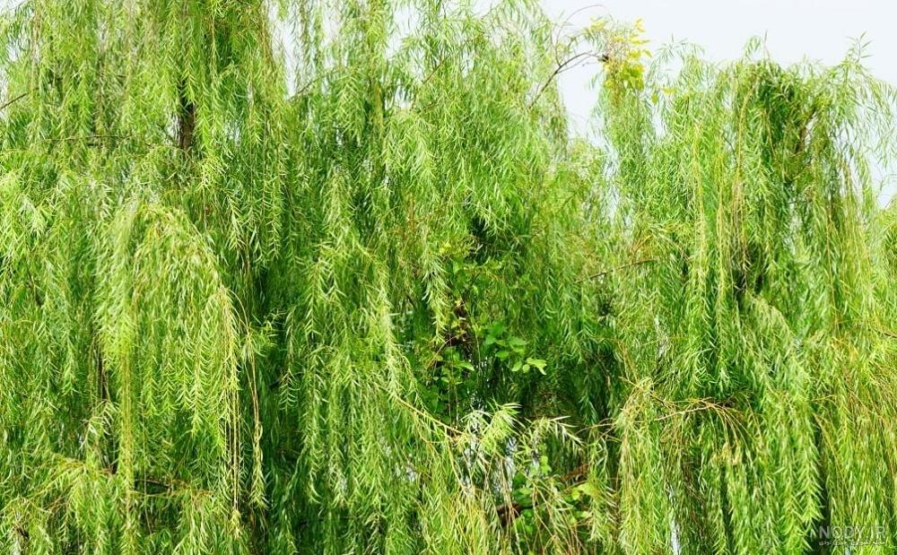 چرا به درخت بید مجنون میگویند