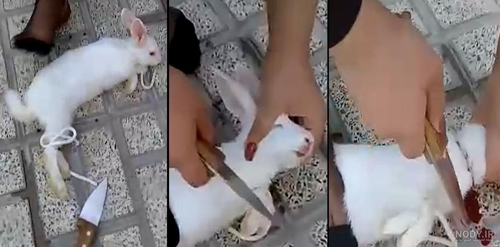 چرا گربه بچه اش را رها میکند چرا گربه بچه اش را رها میکند
